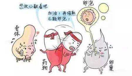 试管婴儿的关键步骤-降调、促排