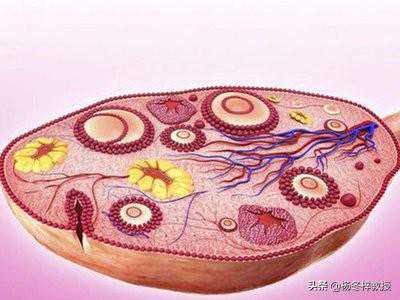 试管移植为什么需要黄体支持？