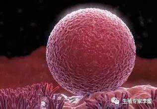 试管婴儿中为什么会促排卵失败，知道原因吗？