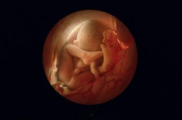 传说做试管婴儿可以选男女？怀双胞胎？