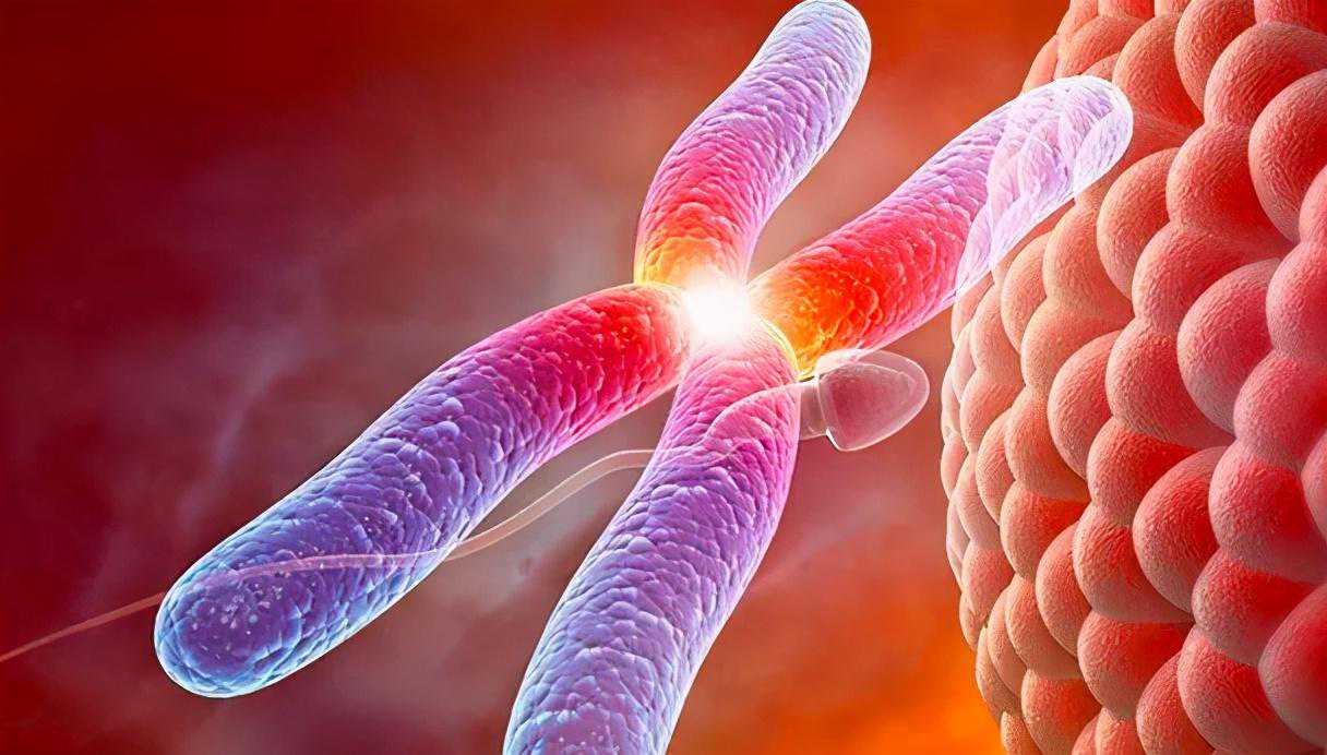 试管婴儿中：PGD、PGS、PGT是什么？每个胚胎都应该PGT一下吗？