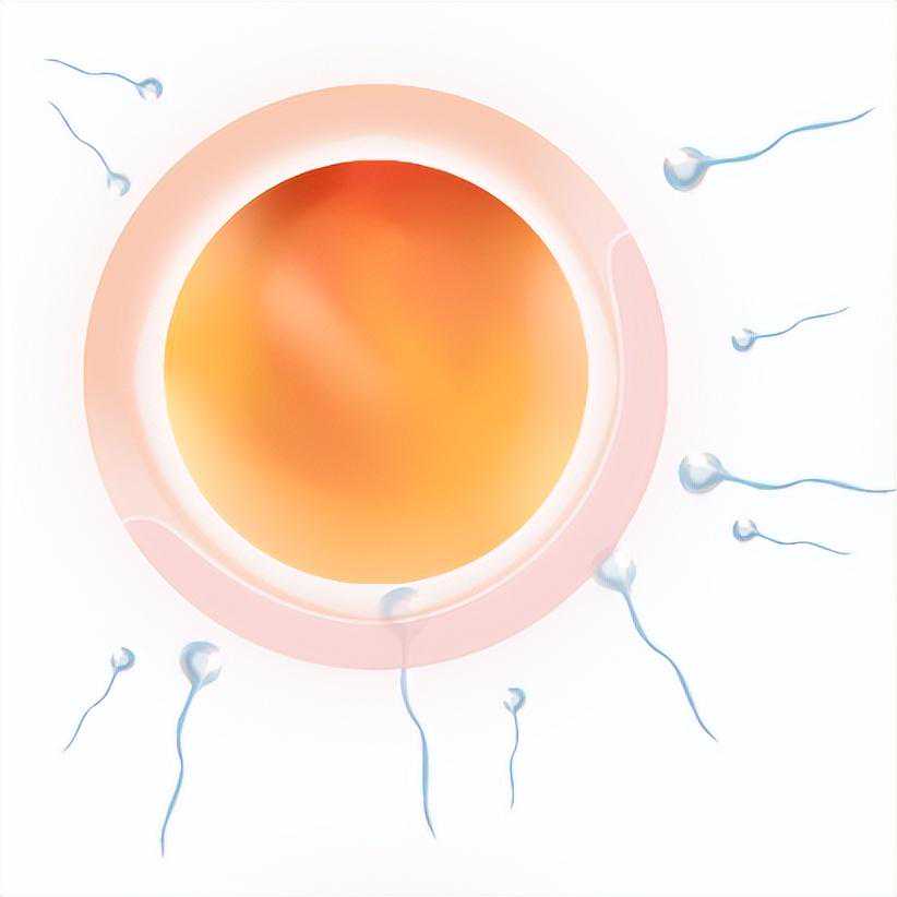 试管反复失败就“摆烂”？子宫内膜容受性的评价很重要