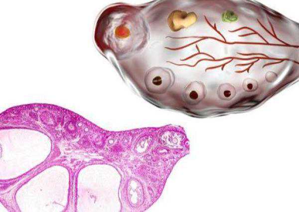 备孕阶段，三种食物换着吃，兴许促进卵泡发育好，怀孕也更容易