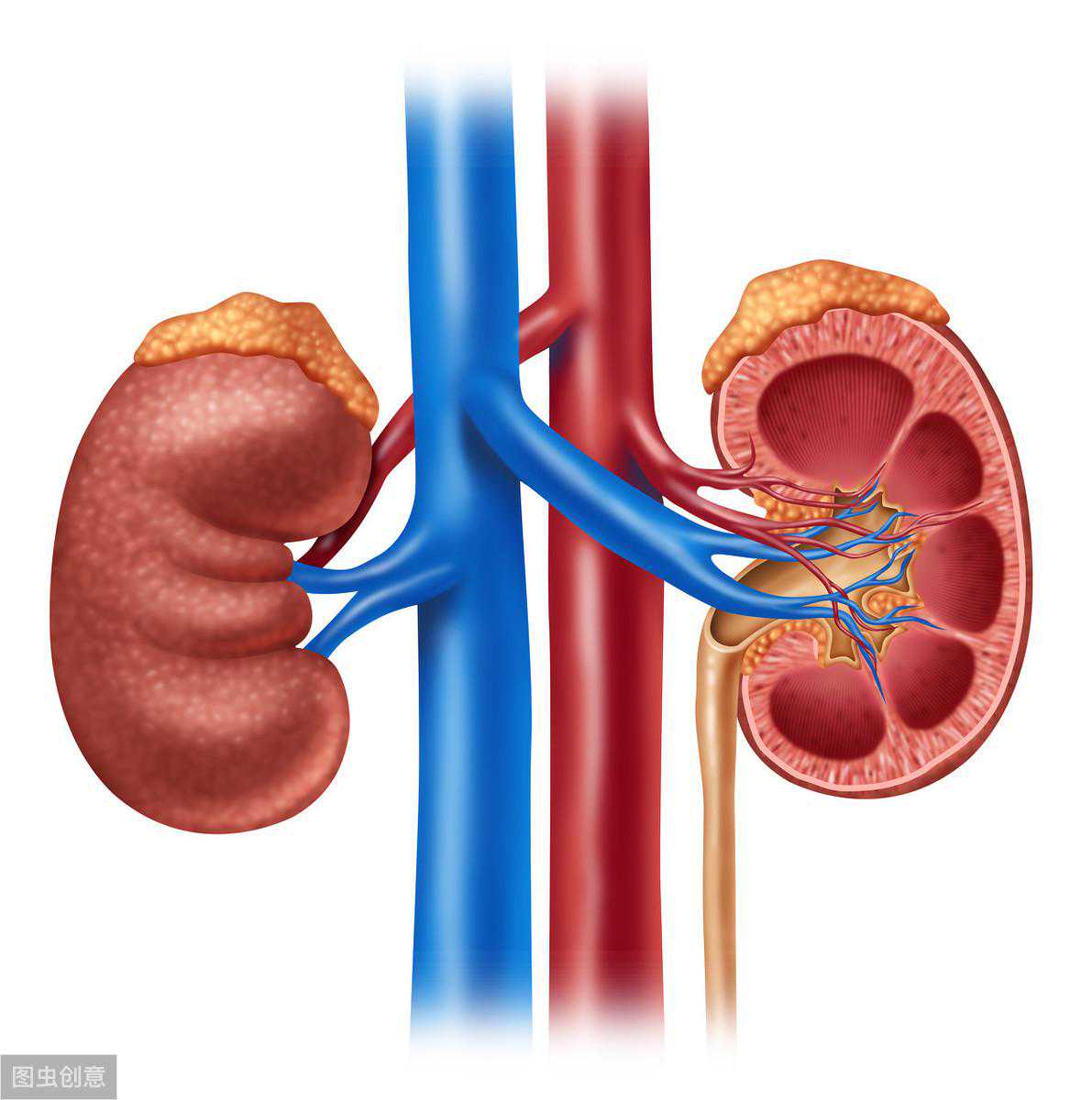 宝宝患双肾盂分离疾病，这个竟和孕前孕期一些行为有关